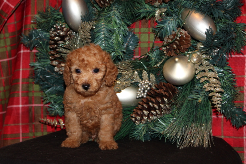 puppy, for, sale, Mini Poodle, Matthew B. Stoltzfus, dog, breeder, Gap, PA, dog-breeder, puppy-for-sale, forsale, nearby, find, puppyfind, locator, puppylocator, aca